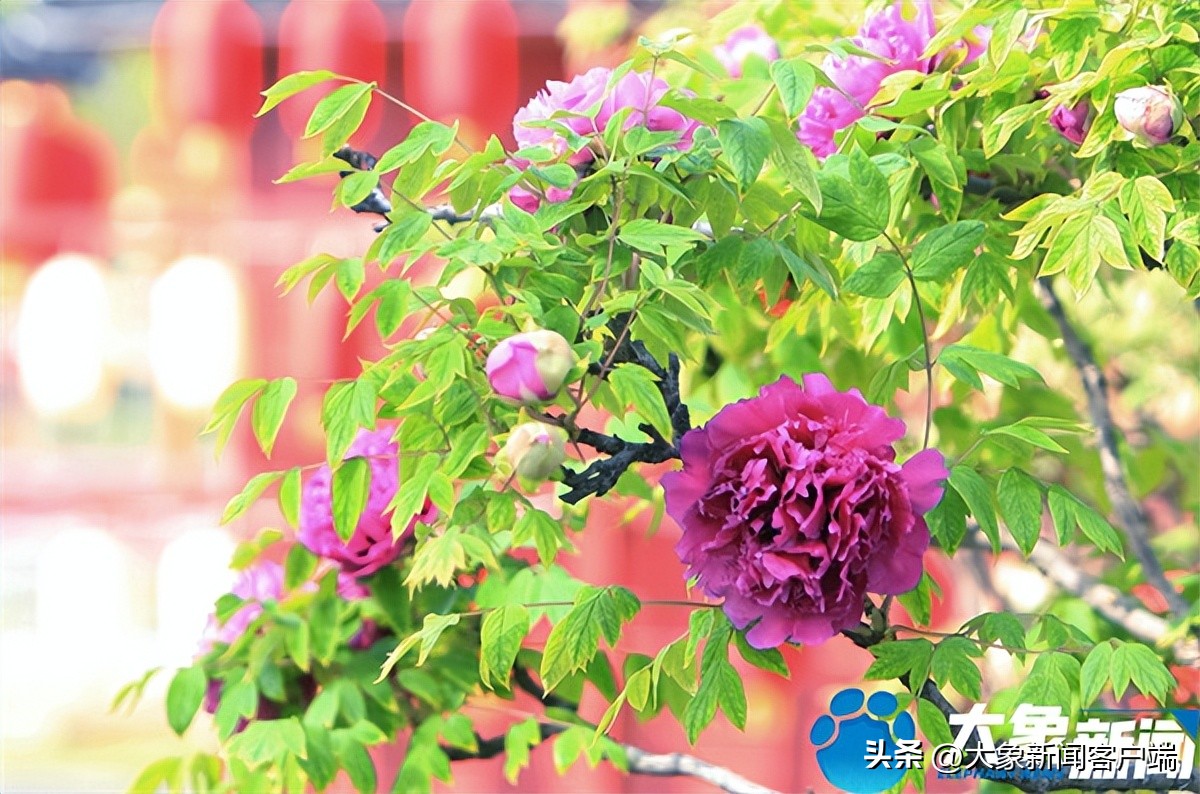 花开时节动京城最美不过洛阳城,花开时节动京城洛阳