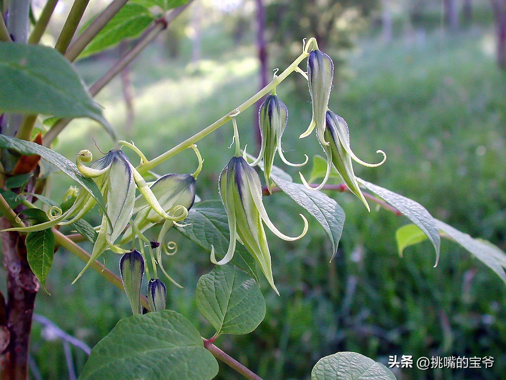 这种蓝色水果被称猫儿屎，国外人叫蓝色香肠果，原产于我国云贵川