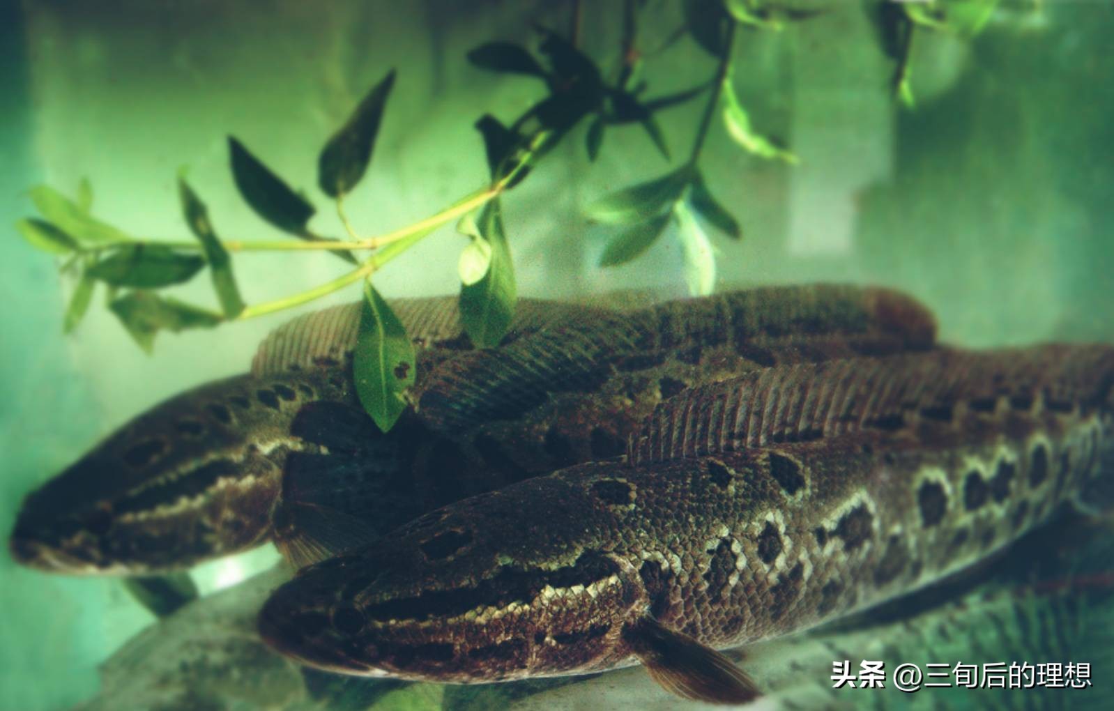 人工饲料和野生杂鱼,人工混合鱼饲料配方