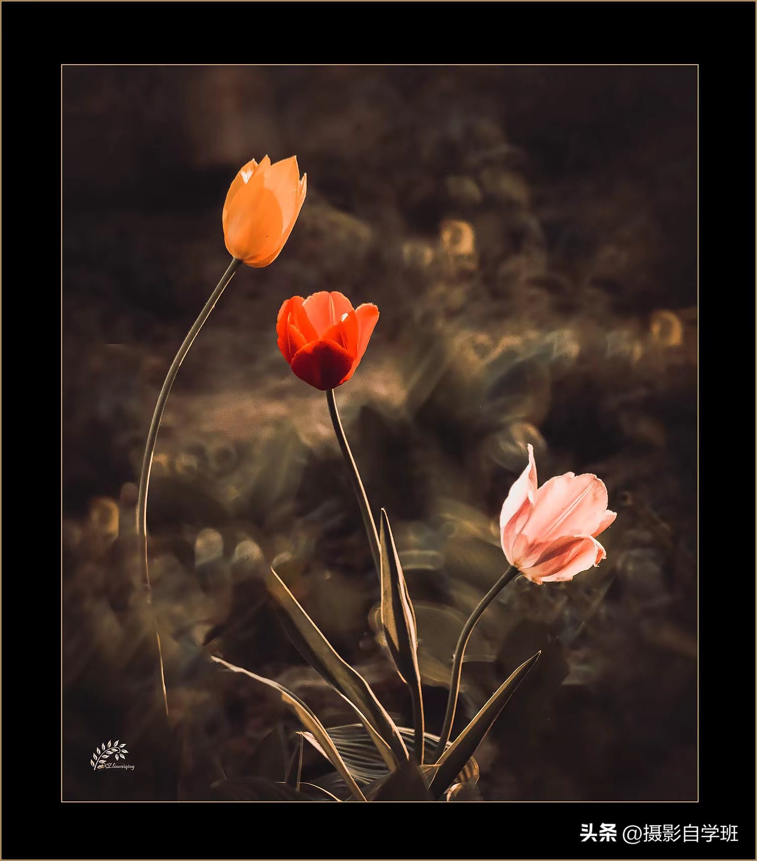 第二十一届摄影作品征稿,摄友投稿图片