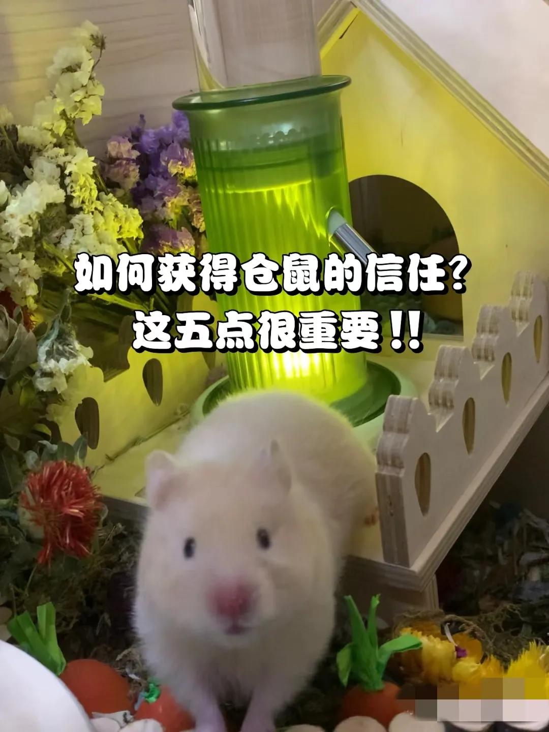 怎样让仓鼠完全信任自己,如何才能获得仓鼠快速信任