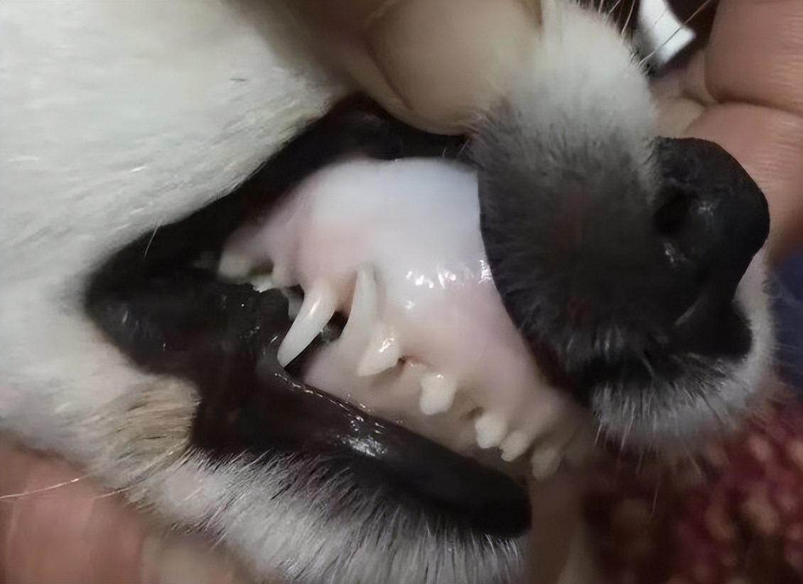 狗狗脱水是什么症状,狗狗脱水了是什么症状