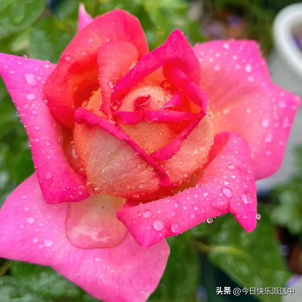 美醉了的月季花图片,各种颜色的月季花图片