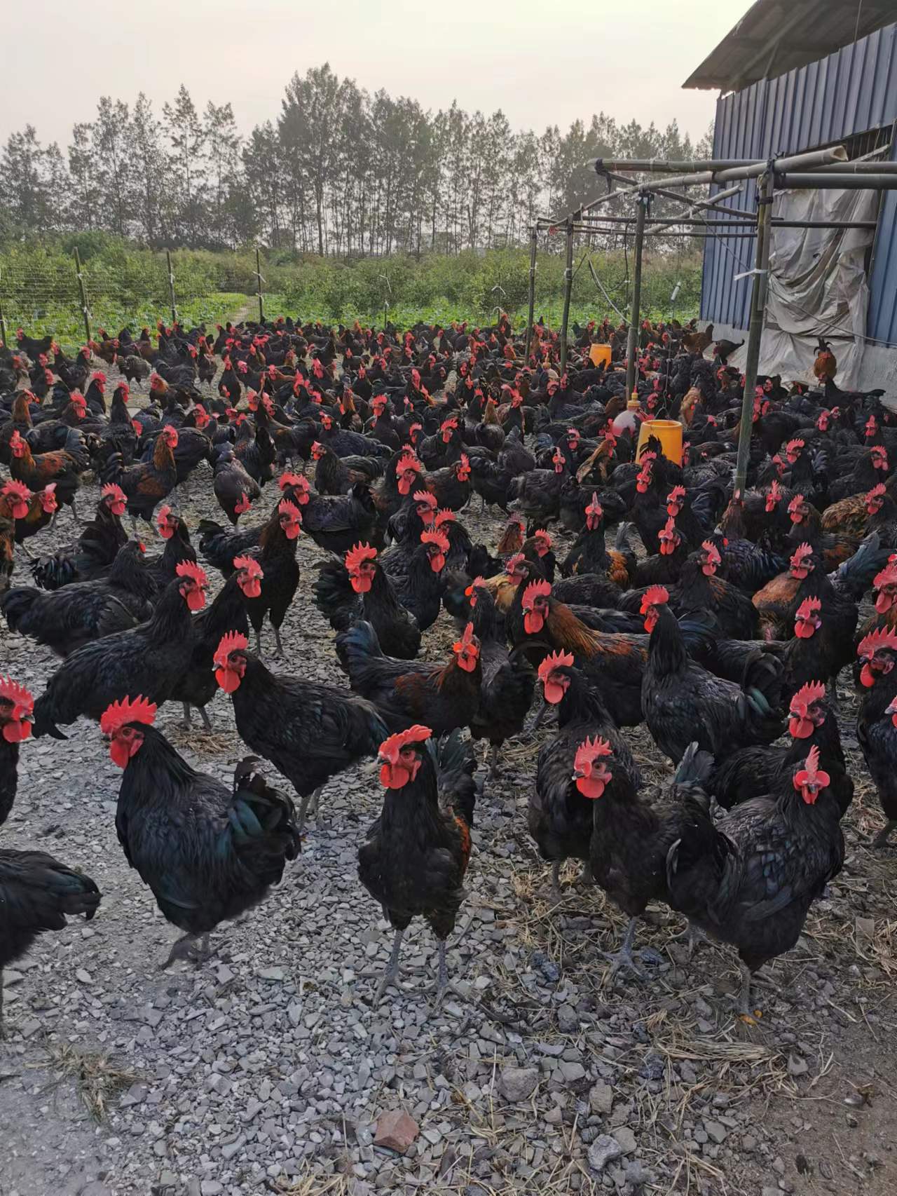 创业养土鸡怎样才赚钱,年轻人创业养土鸡好吗