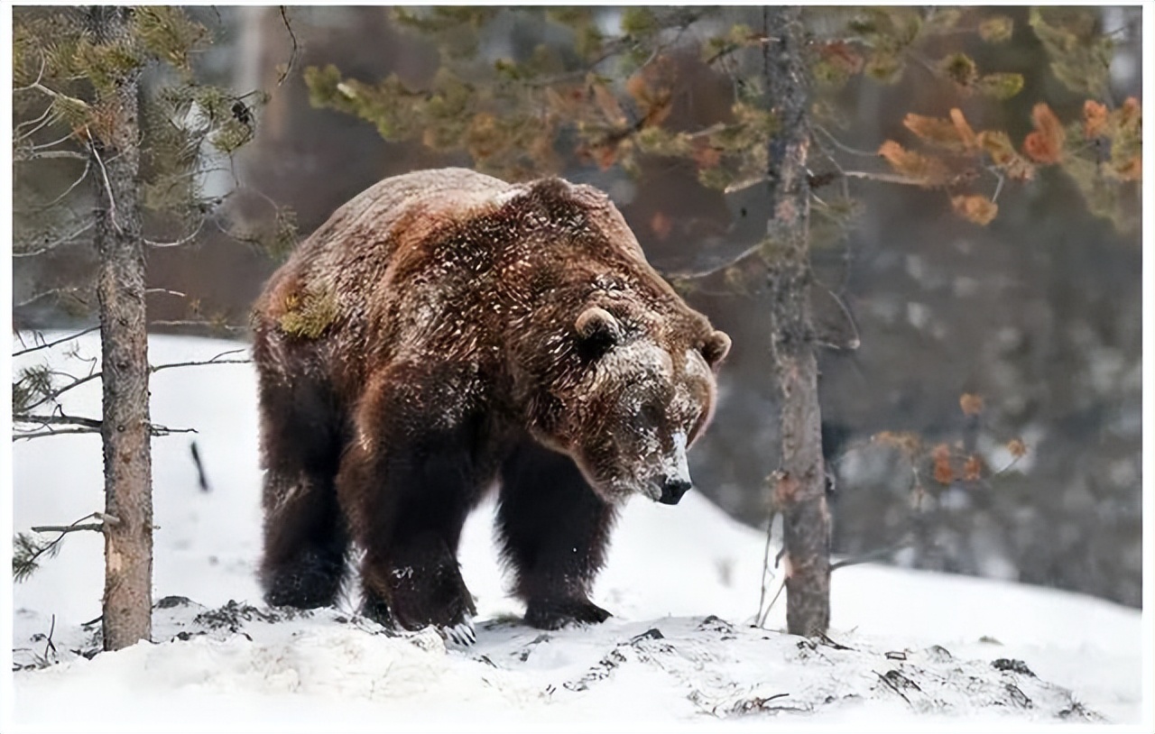 杀怒熊还是安抚怒熊?老猎手力排众议敢和发怒伤熊谈判|传奇