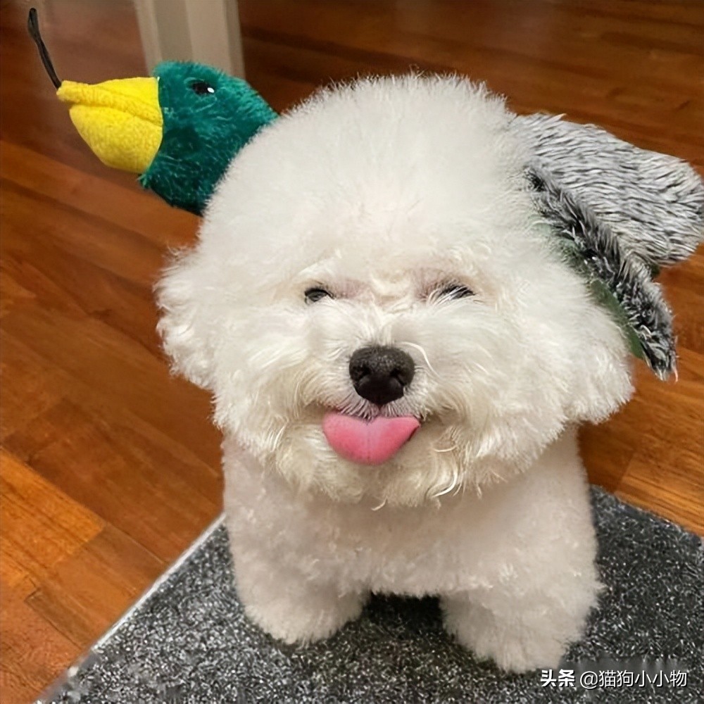 小比熊的睡姿代表什么,比熊睡觉什么姿势是正常的