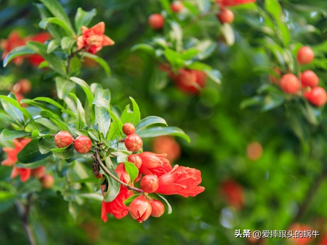 石榴花壁纸生如夏花,石榴花盛开的夏天