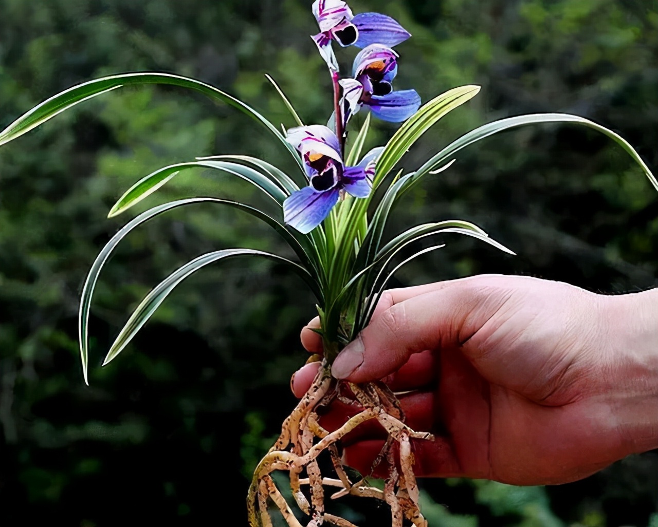 建兰紫月荷是真的吗,建兰紫月荷价格