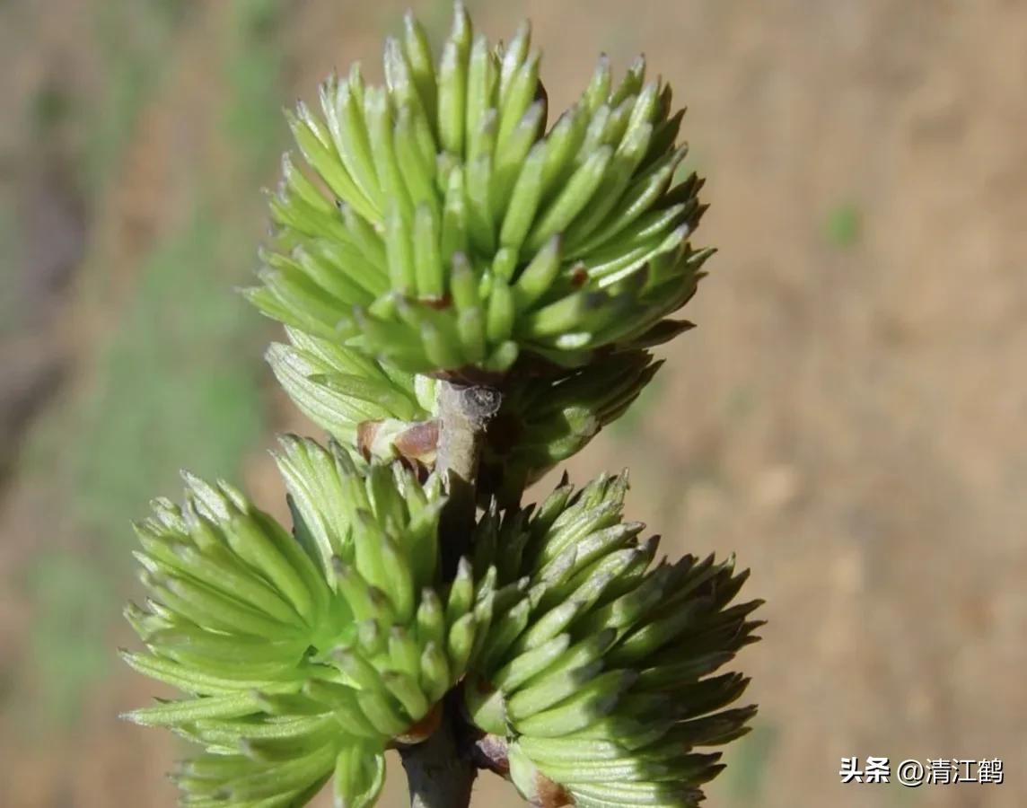 发财树“三木”药材再生环剥有“讲究”,5个细节要“避坑”