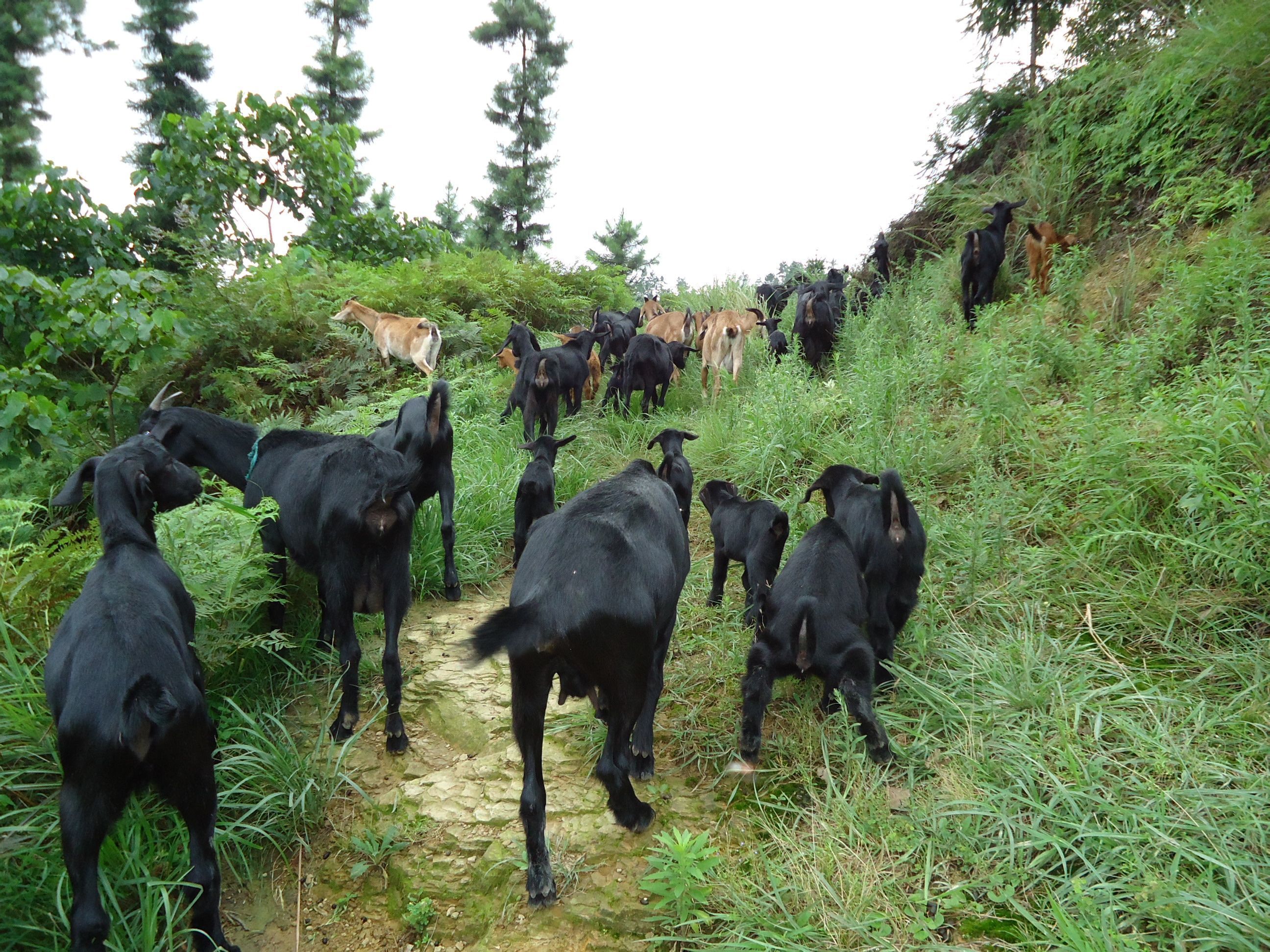 卖羊粪挣十万,卖羊粪的一年能赚多少钱