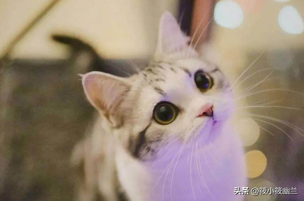 便宜适合新手养的猫咪一百左右,猫咪价格便宜又好养