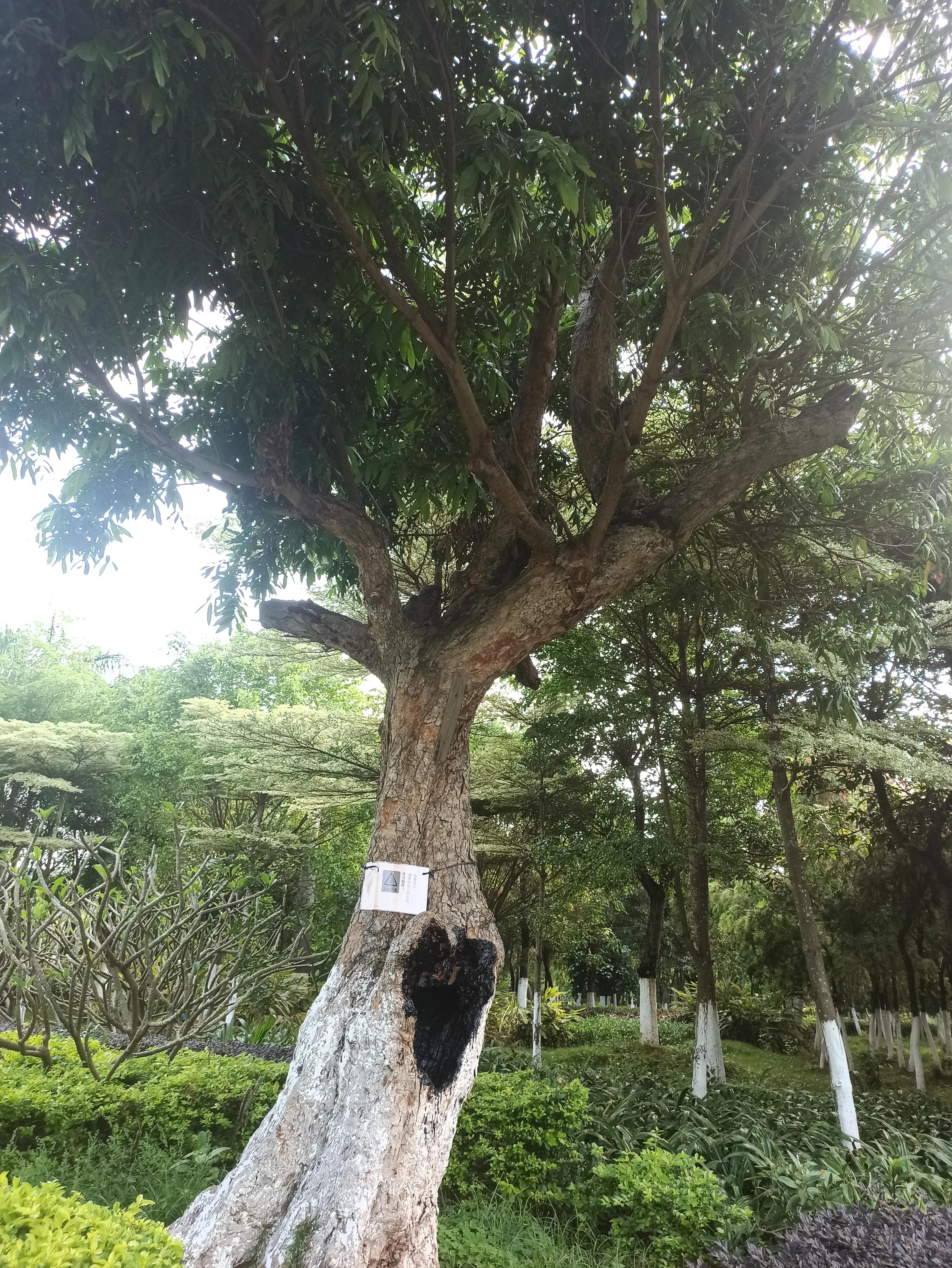 默默的树洞,沉默的树洞