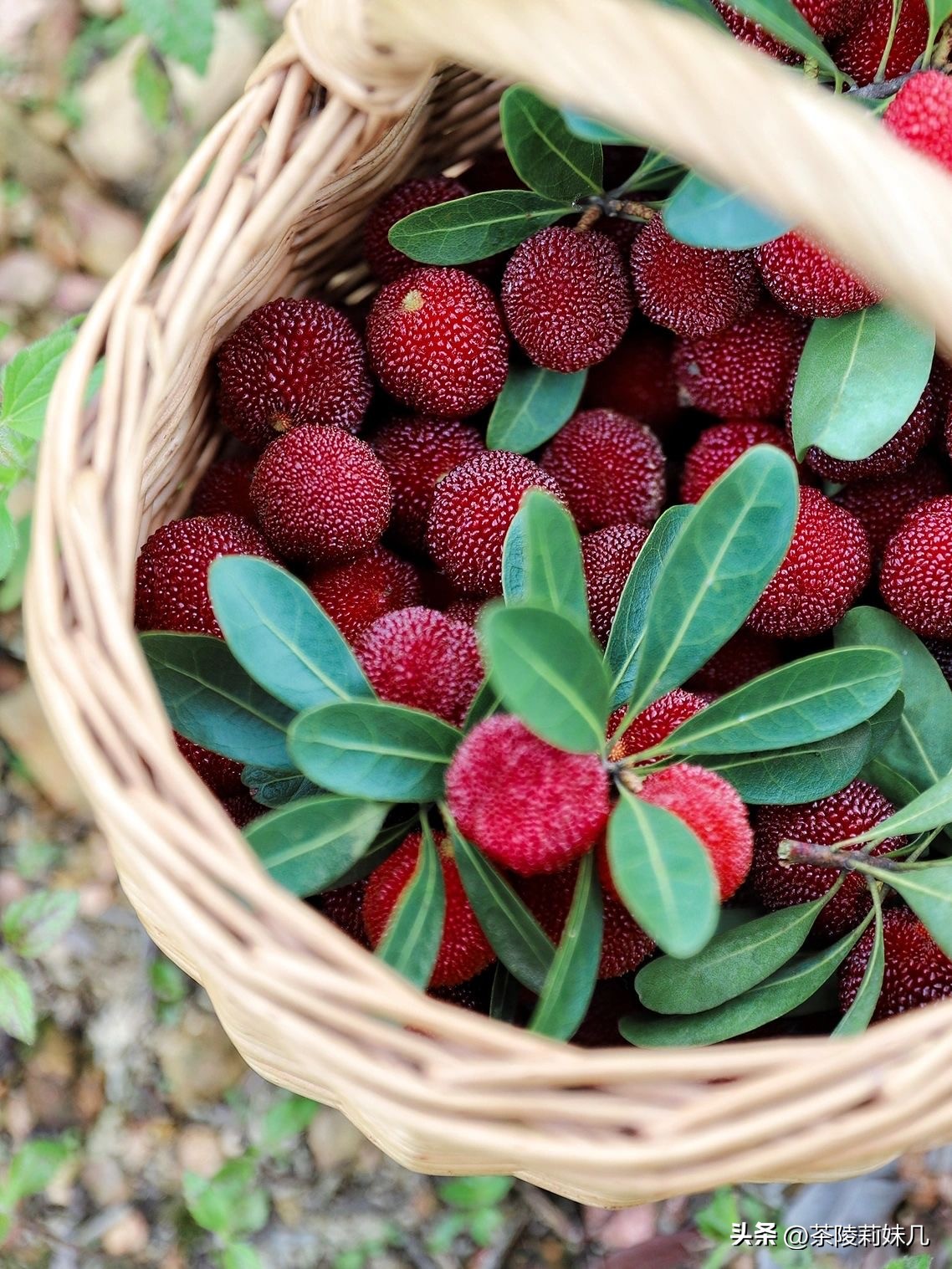 杨梅酒要按怎样的比例才泡得好喝,杨梅酒兑柠檬水会不会上头