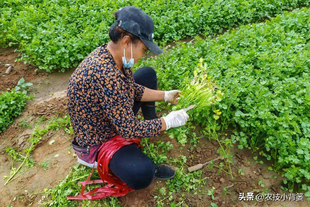 香菜怎样种植出苗快产量高,秋季大棚种植香菜技术