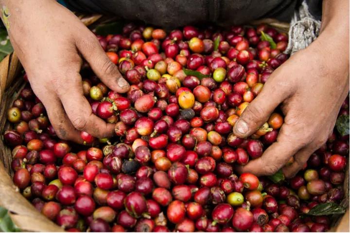 耶加雪啡咖啡豆咖啡因含量高么,耶加雪啡是最顶级的咖啡豆吗