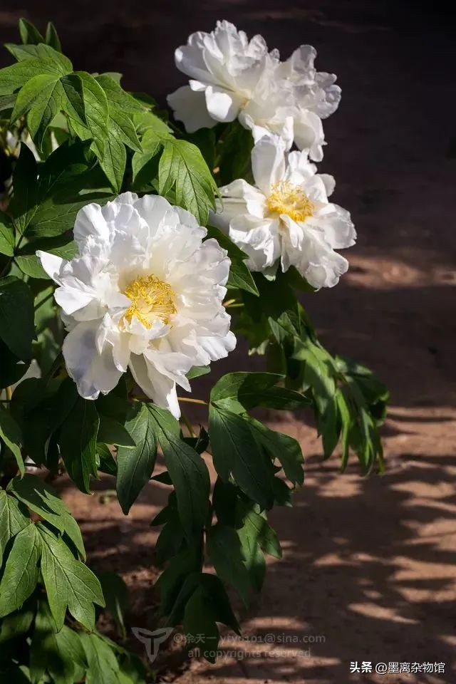 国花牡丹的历史起源,中国国花为啥是牡丹