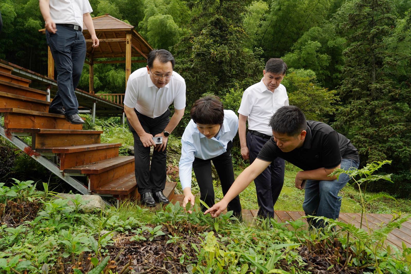 重新认识茶柚,重新认识文创