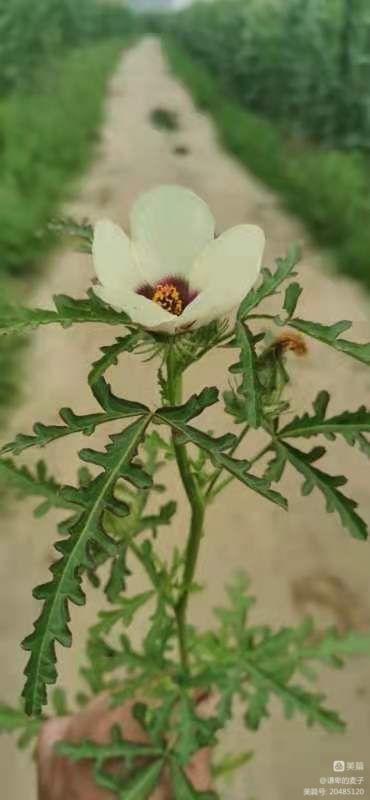 沧州东乡记忆——野西瓜苗