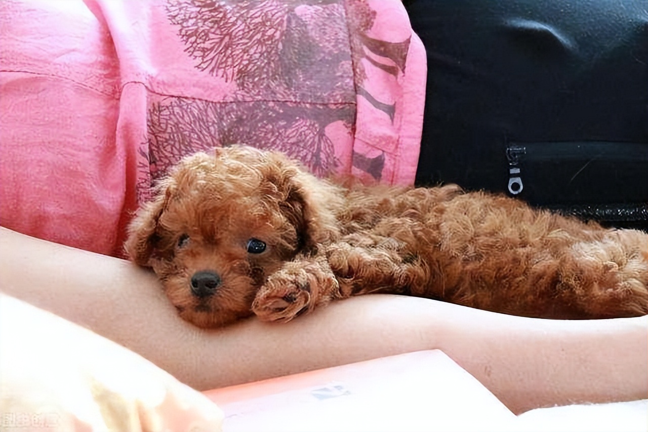 泰迪喜欢干的事,泰迪喜欢主人经常会有这些表现