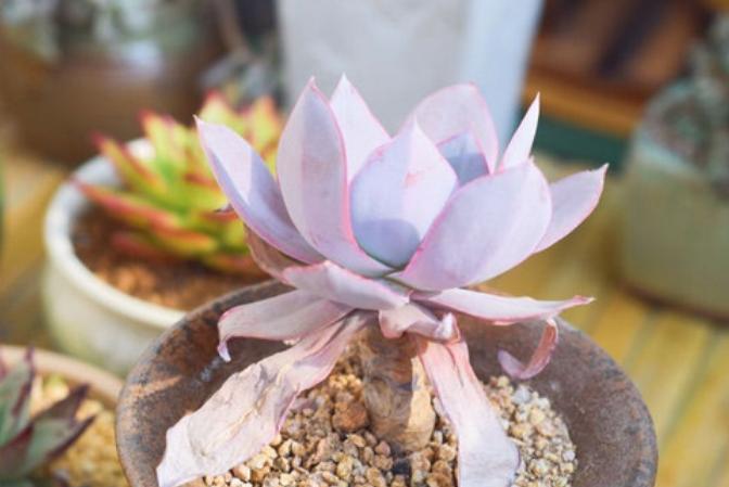 广寒宫简单易学教学,广寒宫摊大饼了怎么办