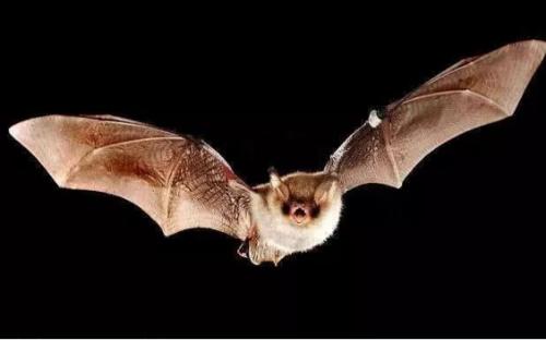 同样是新冠为什么有的人症状轻,为什么新冠和非典不一样