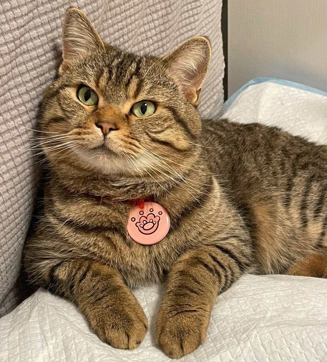 为什么狸花猫在国外受欢迎呢,狸花猫在中国怎么那么便宜