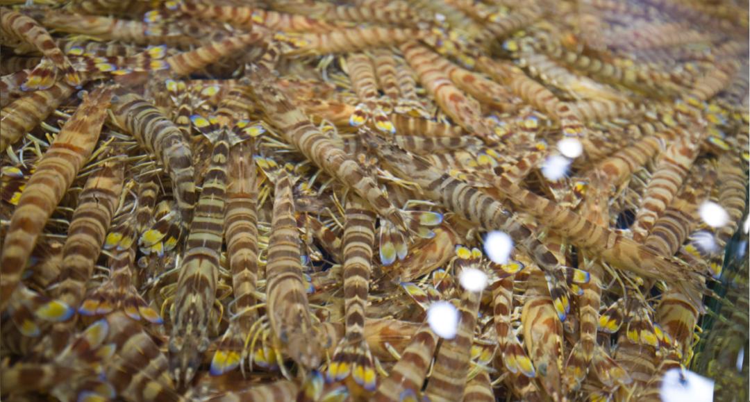 揭密果蔬好（一）：生鲜赛道里的隐形冠军