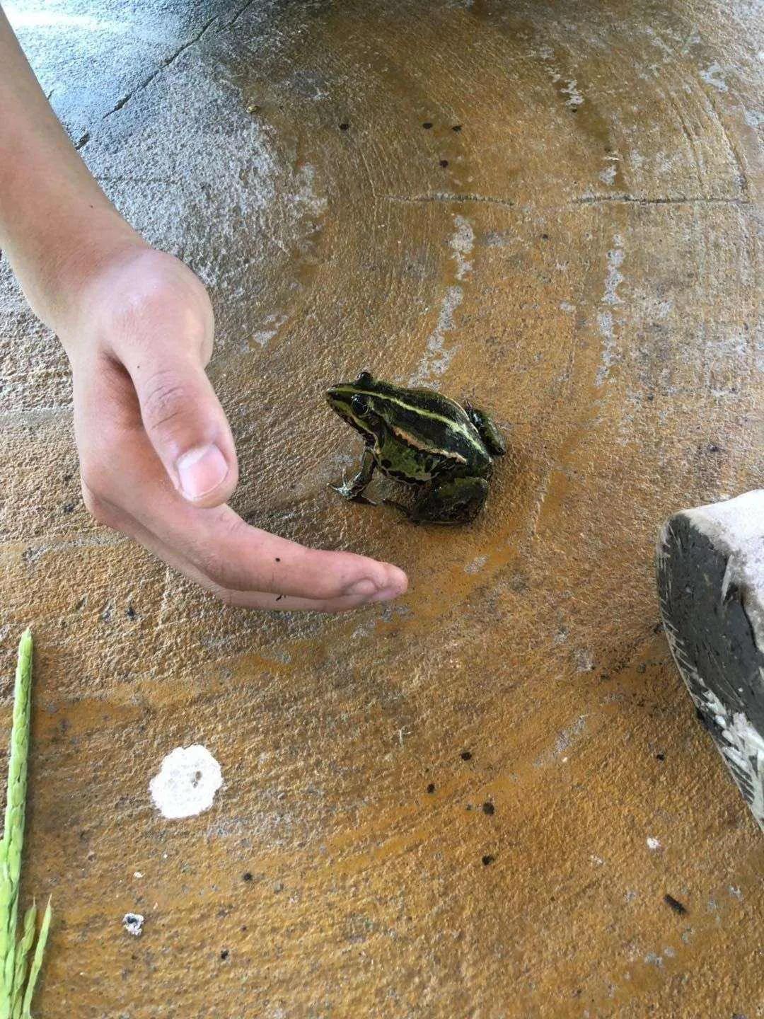 在野外怎样捉青蛙,青蛙晚上怎么抓最好