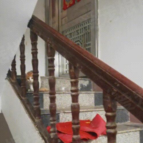 被主人拴着的猫,被邻居拴在楼道的小猫咪