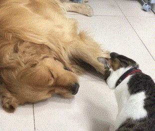 狗狗总是睡不踏实是怎么回事,狗狗总是很困怎么回事