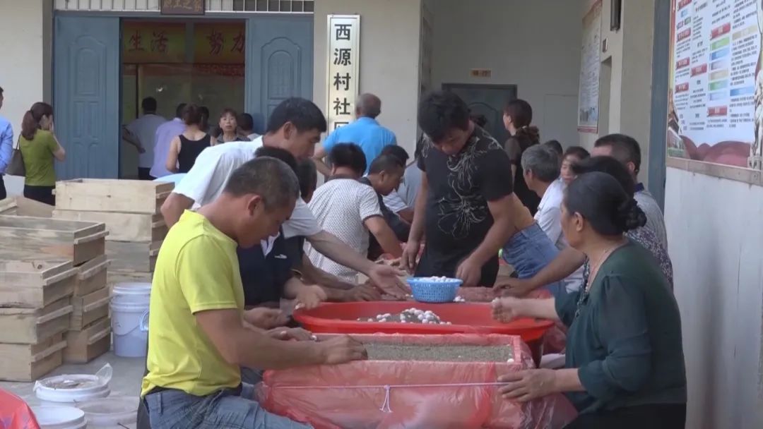 广东比较好的南丰甲鱼蛋营销策划,上海培育南丰甲鱼蛋大概价格多少