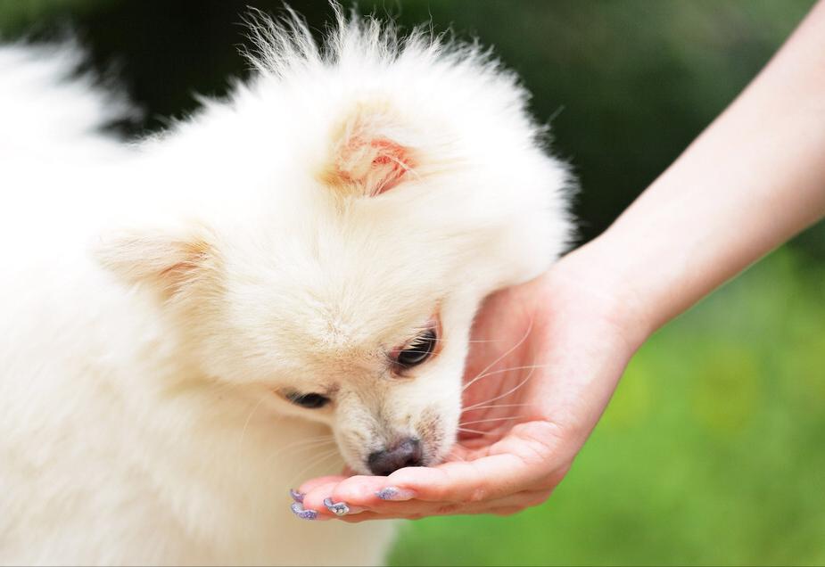 博美有泪痕怎么洗掉呢图片,博美有泪痕吃什么药可以解决