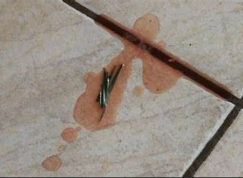 养猫的烦恼家里面好多猫毛怎么办,养猫烦恼