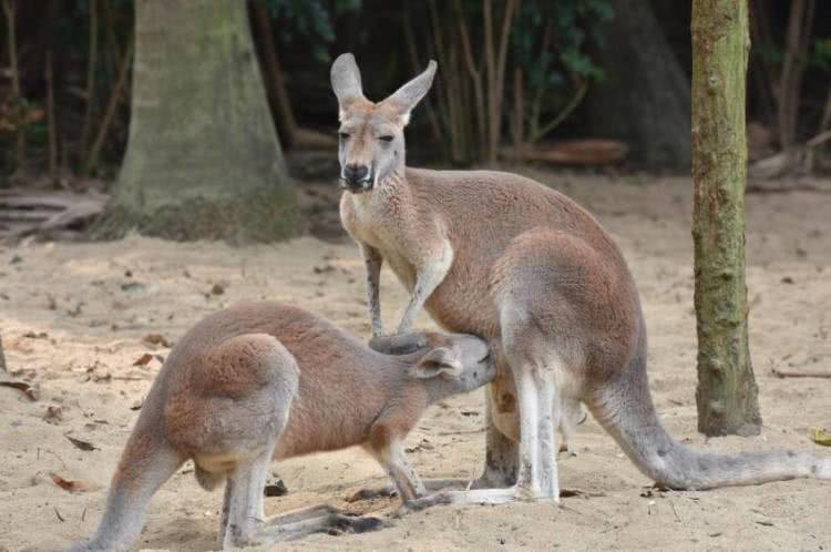 广州长隆酒店童趣乐园,广州游玩长隆性价比超高的酒店