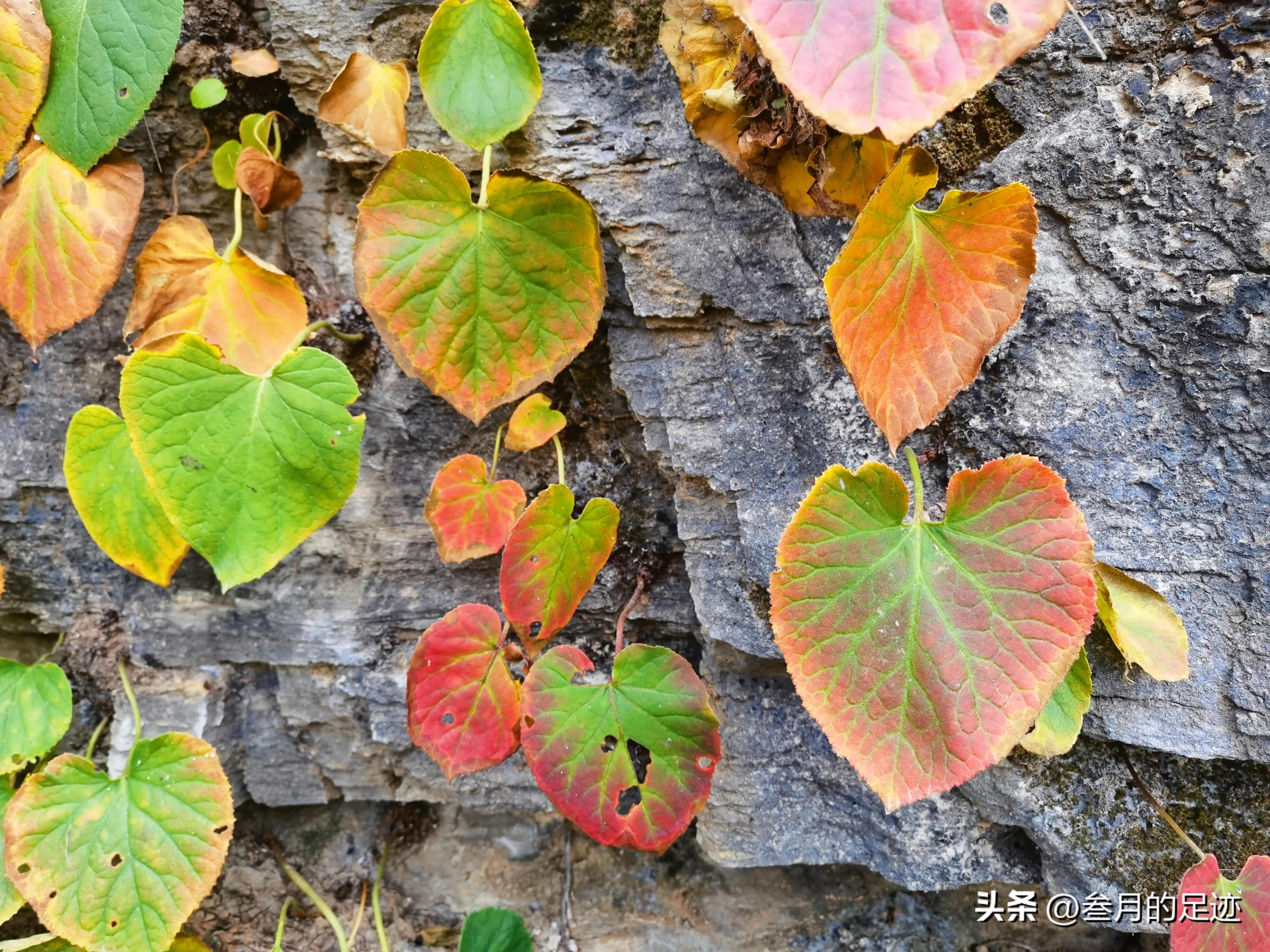 房山红叶最佳地点木栈道,北京房山森林游玩地方推荐