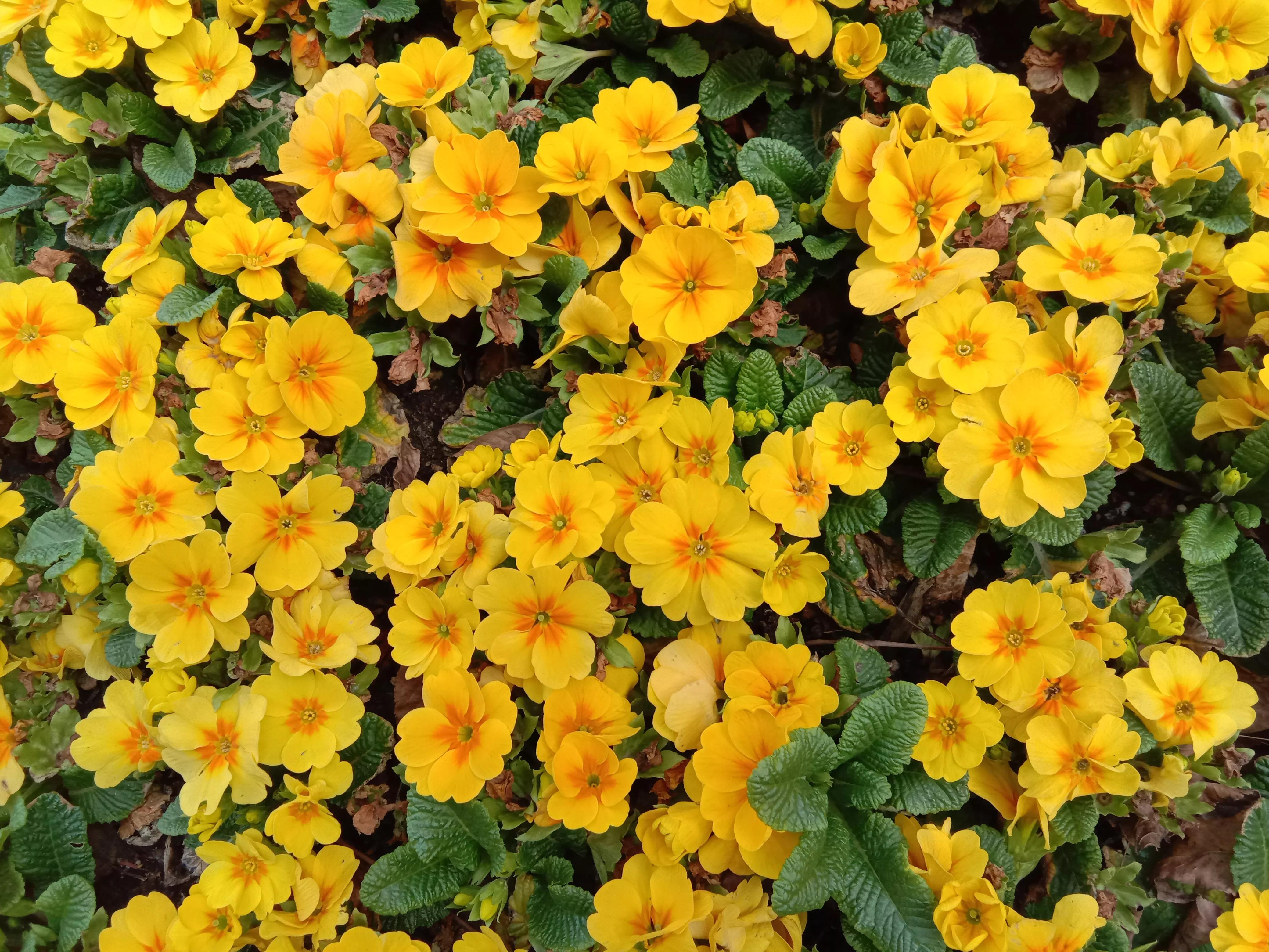 花开花香浓郁,花开花香粤语