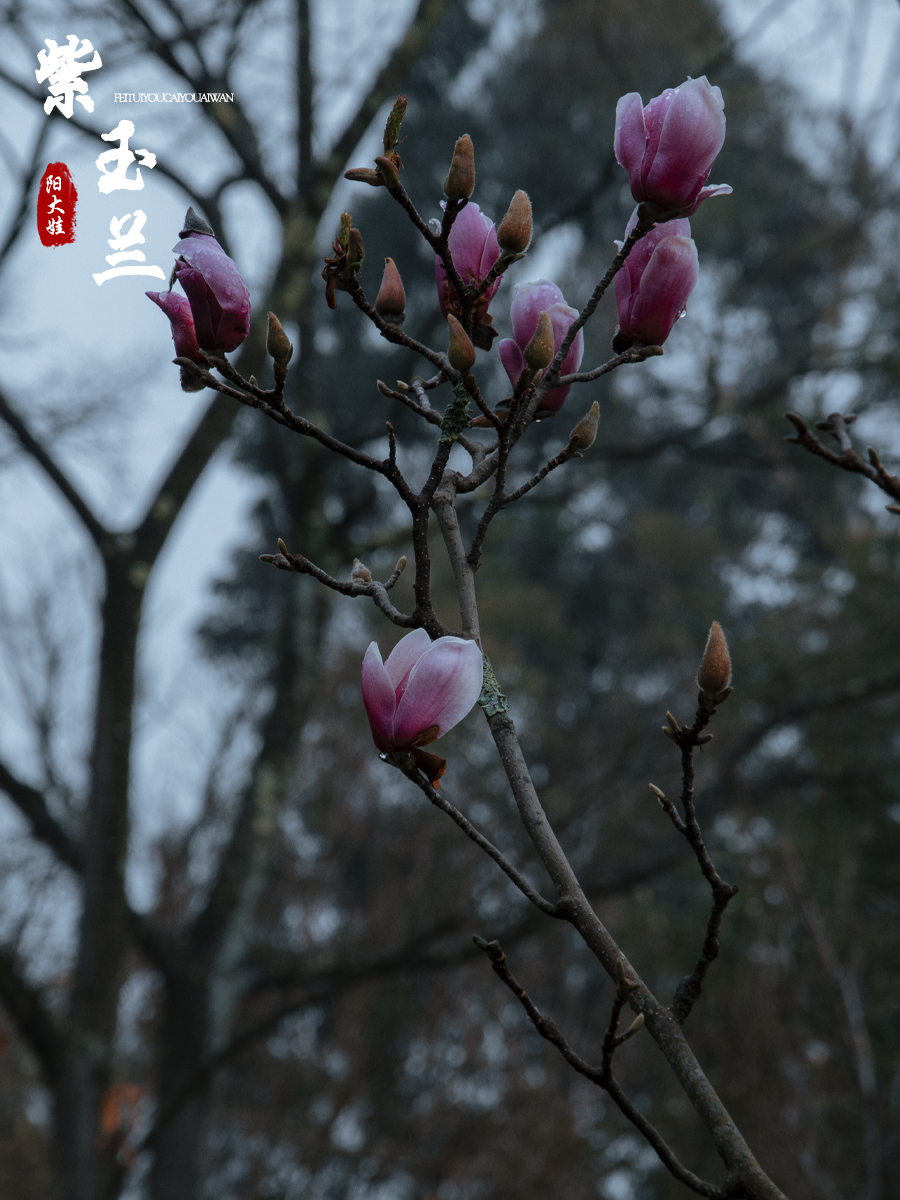 海口世纪公园游玩攻略一日游,昆明海口石城公园路线图