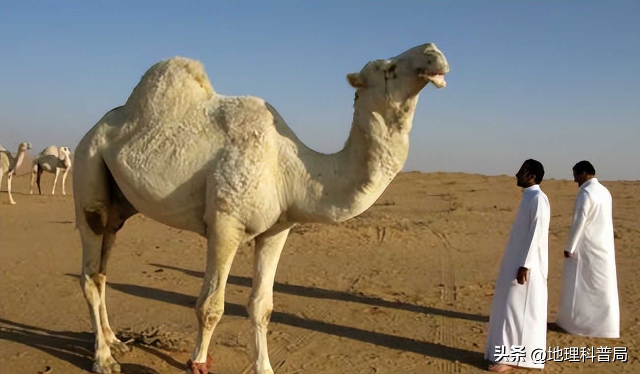 沙特阿拉伯真的很富有吗,沙特阿拉伯皇室为什么富有