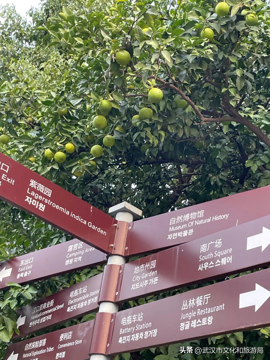 秋天的公园像一幅美丽的油画,园博园油画