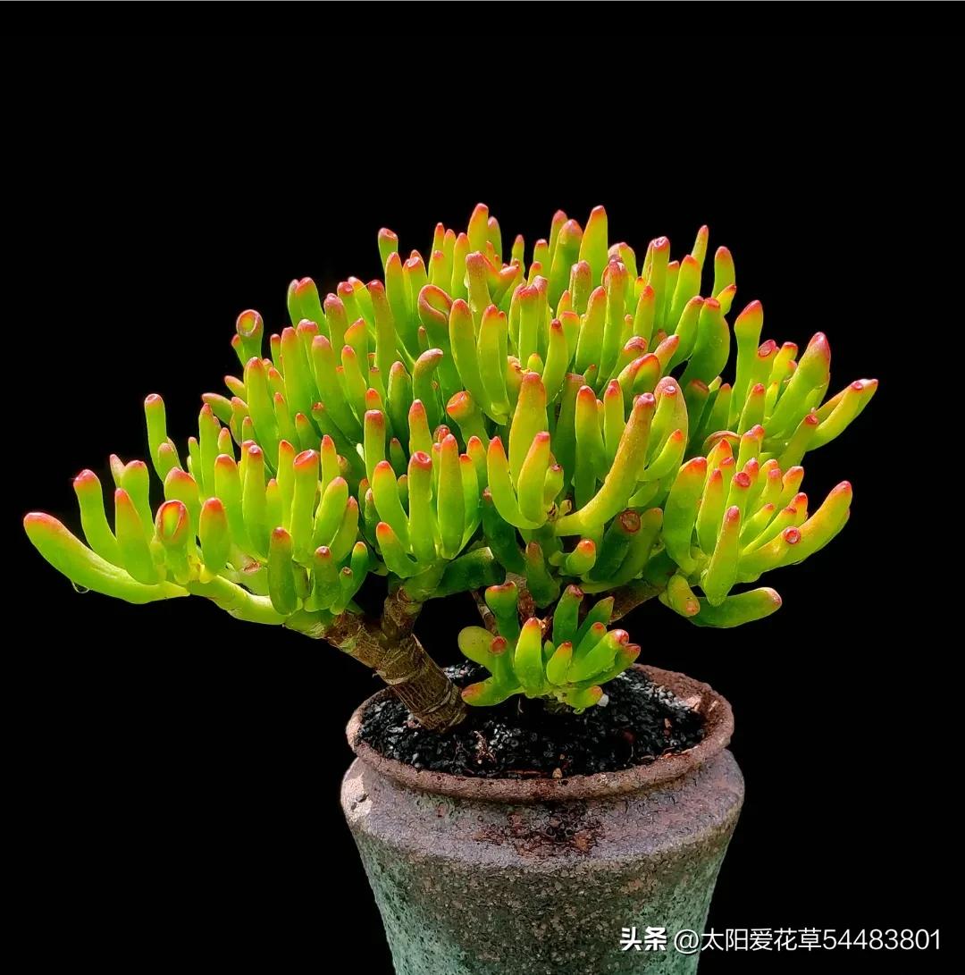 家里种哪四种树旺宅,家里放哪一种树最好养