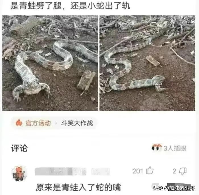 “是小蛇出了轨，还是青蛙劈了腿？”这是现实版的美杜莎？哈哈