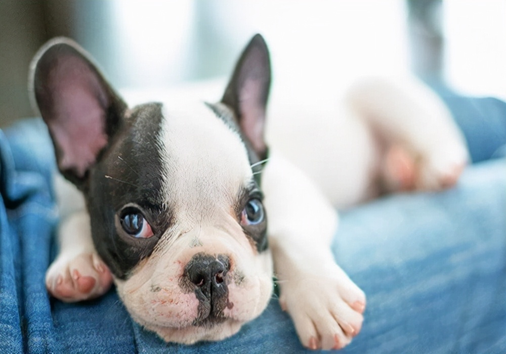 狗狗吃完东西后反复呕吐,狗狗肠胃炎反复呕吐怎么办