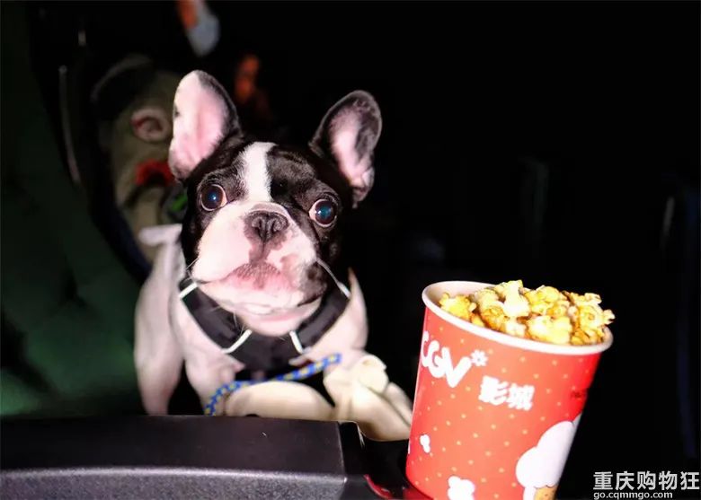 宠物博主有多赚钱,宠物博主怎么盈利