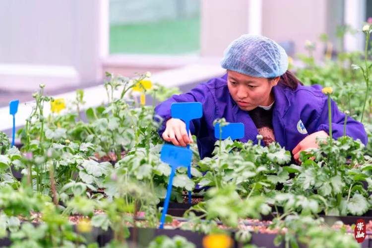 崇明花海,鲜花盛开的岛屿崇明岛