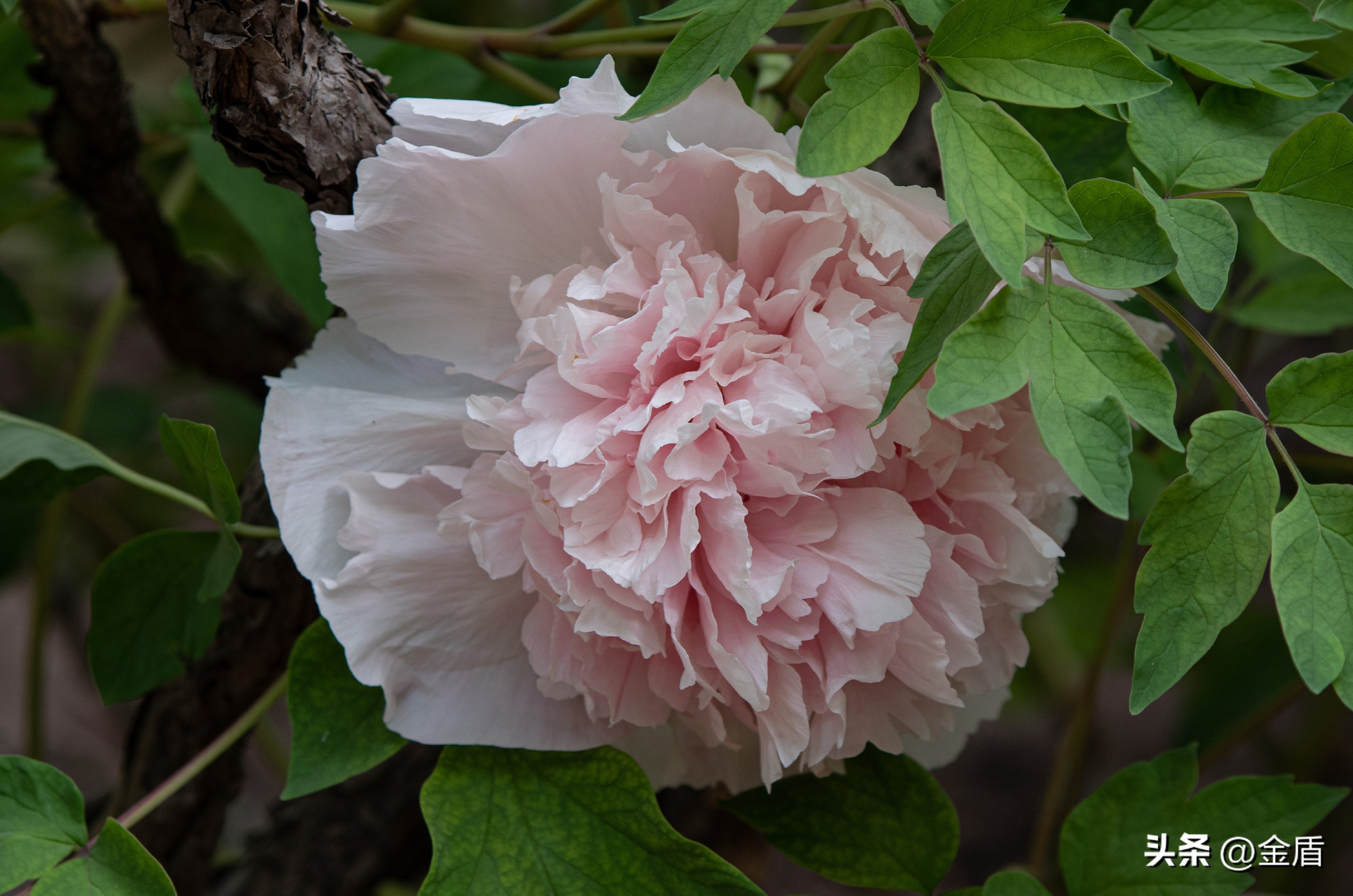 牡丹放在人面前人们会说雍容华贵,雍容华贵的国之牡丹惊艳了世界