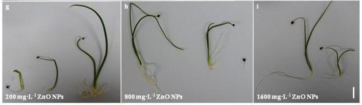 氧化锌在饲料里的作用,氧化锌纳米材料的制备