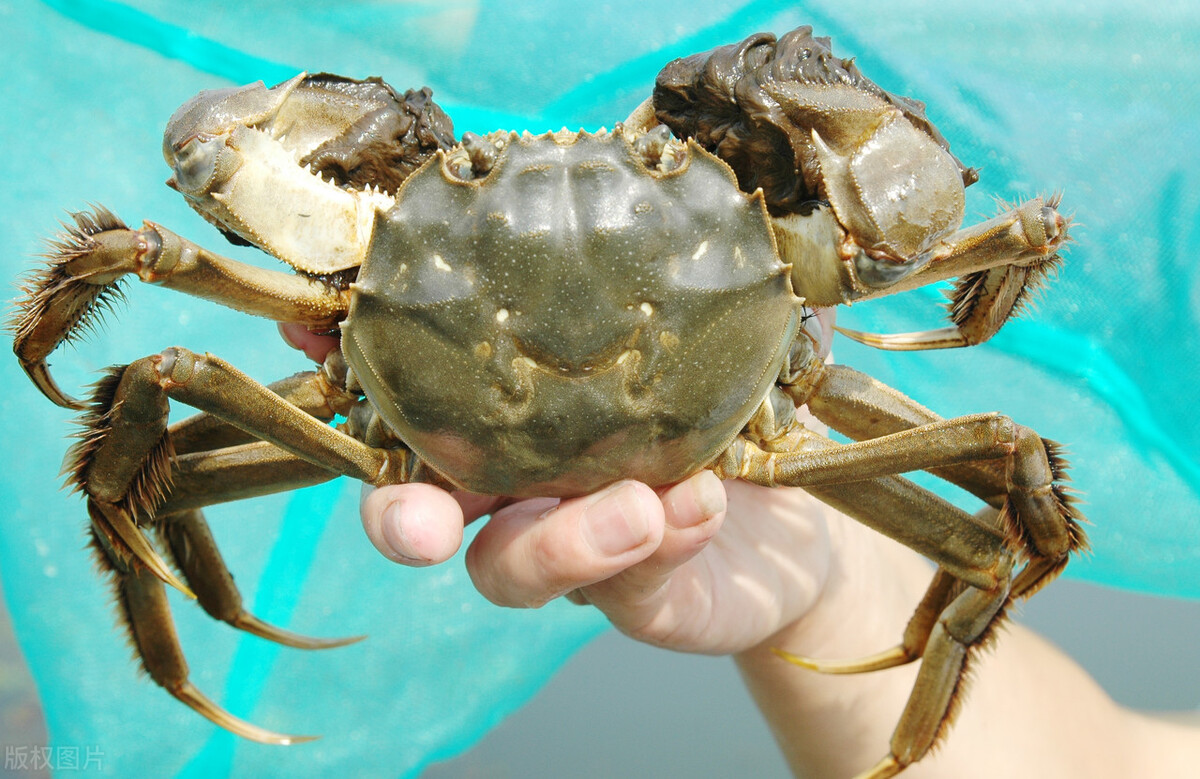 蟹满堂阳澄湖大闸蟹专营店,肥美的阳澄湖大闸蟹
