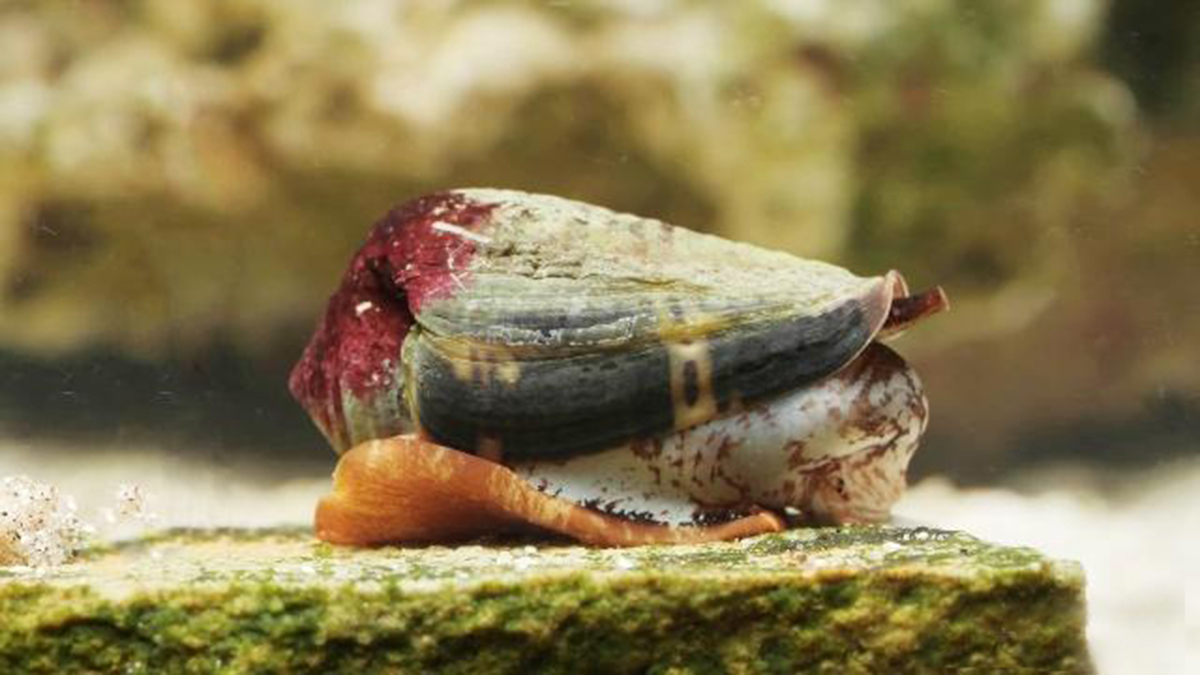 飞速前进的蜗牛：进化速度是哺乳动物的5倍，体内剧毒可毒死成人