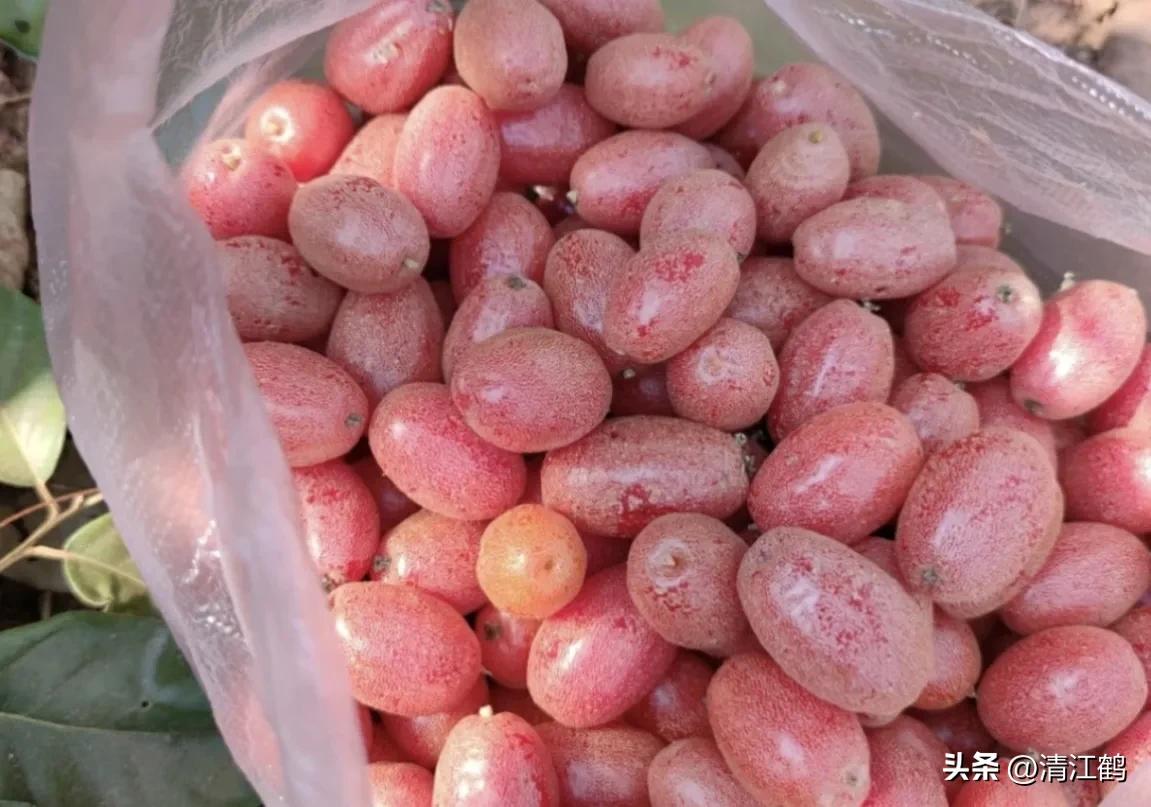 从未见过的稀奇物种,很多人没见过的奇怪生物