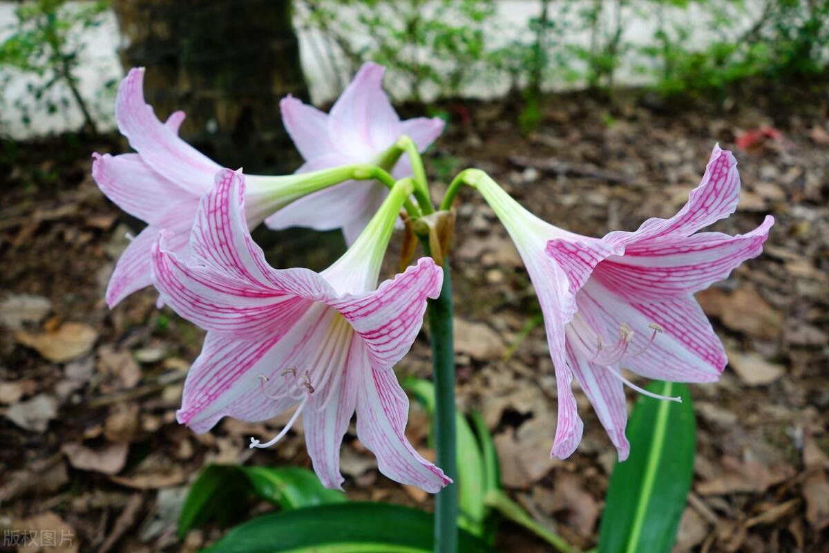 扔土里就活的花，花开富贵吉祥，朵朵赛玫瑰似芍药